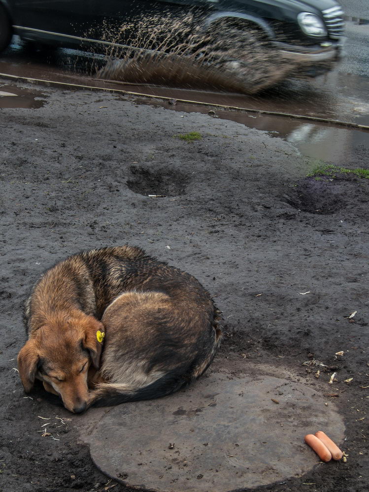 фото "Жизнь собачья... (2)" метки: город, 