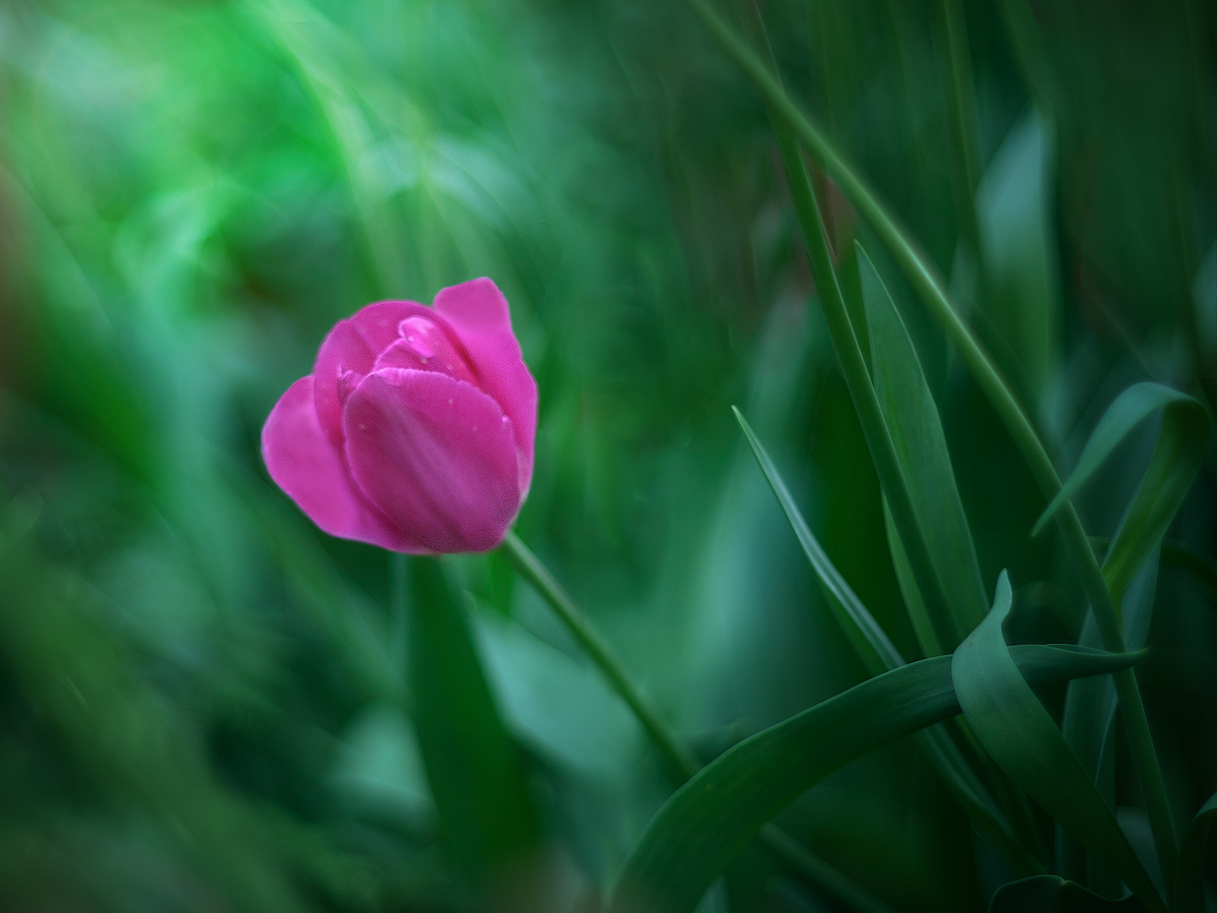 photo "***" tags: macro and close-up, 