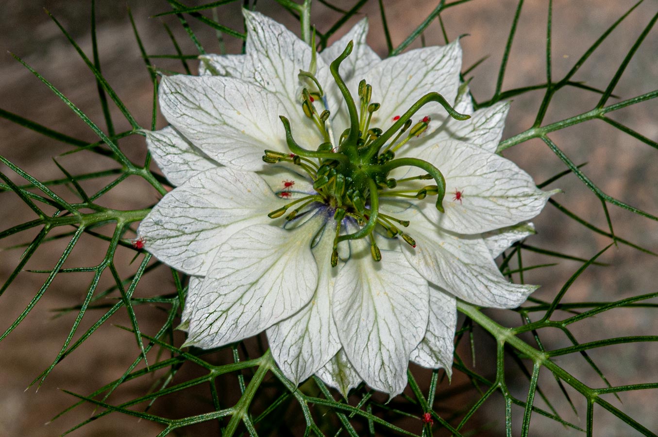 photo "In my garden." tags: macro and close-up, nature, 