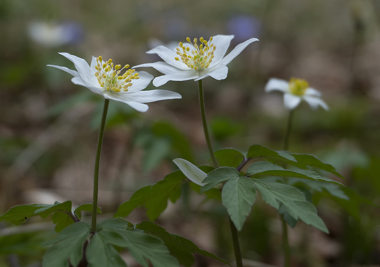 photo "***" tags: nature, 