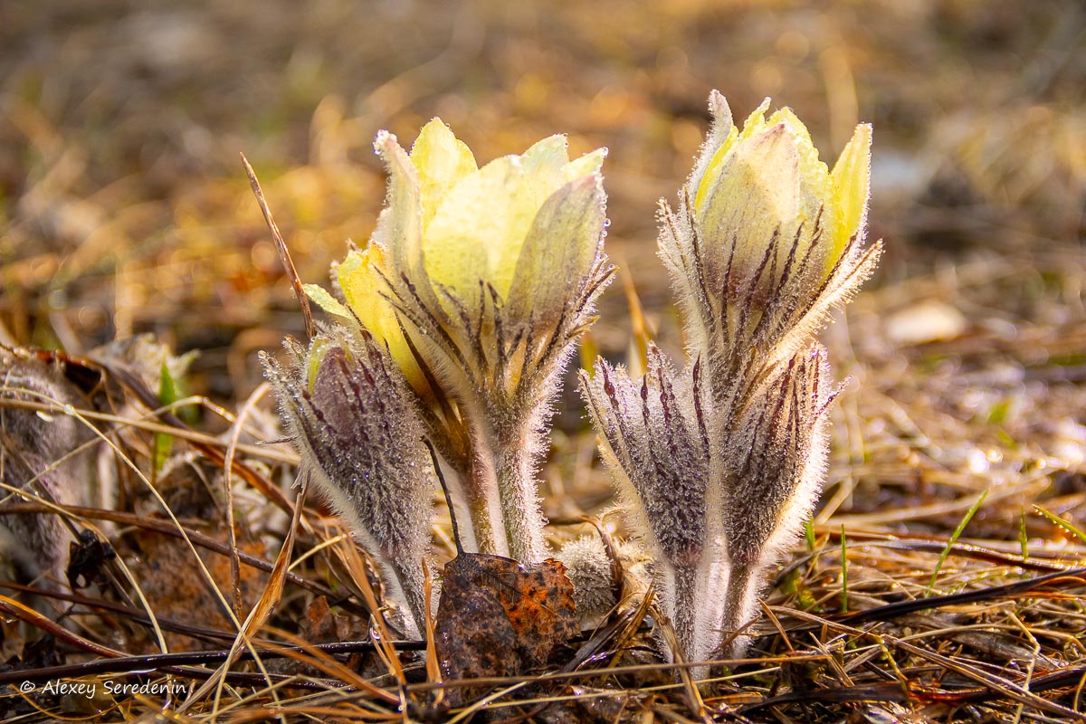 photo "Flower" tags: nature, macro and close-up, 