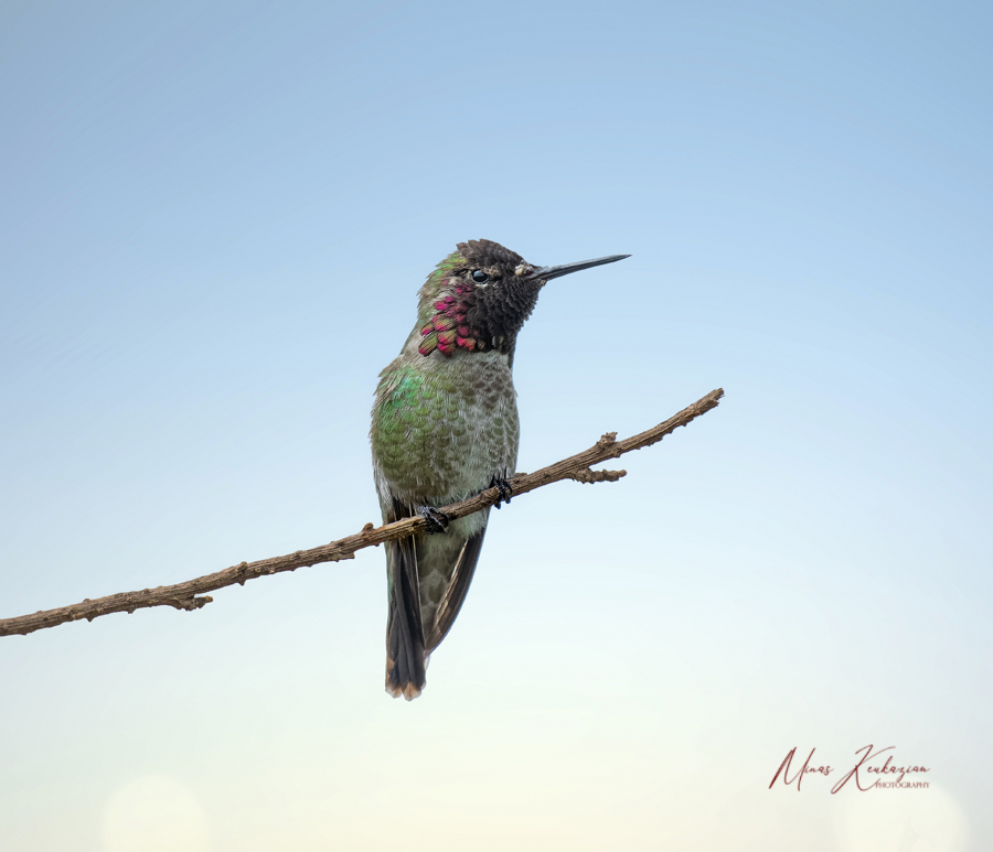 photo "Anna's hummingbird" tags: nature, misc., wild animals bird fish lake