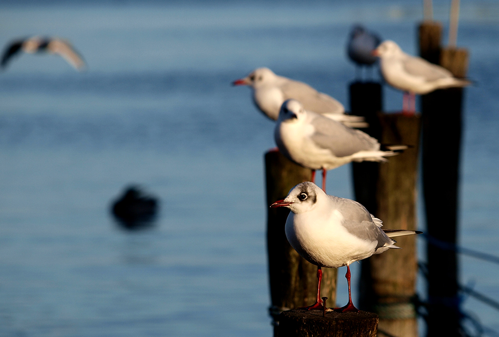 photo "Hello" tags: nature, portrait, reporting, 