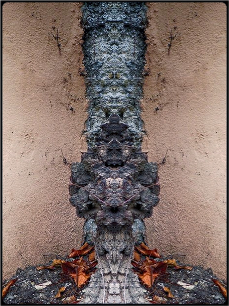 photo "the high-priest" tags: digital art, nature, macro and close-up, bark, close-up, mirror, tree