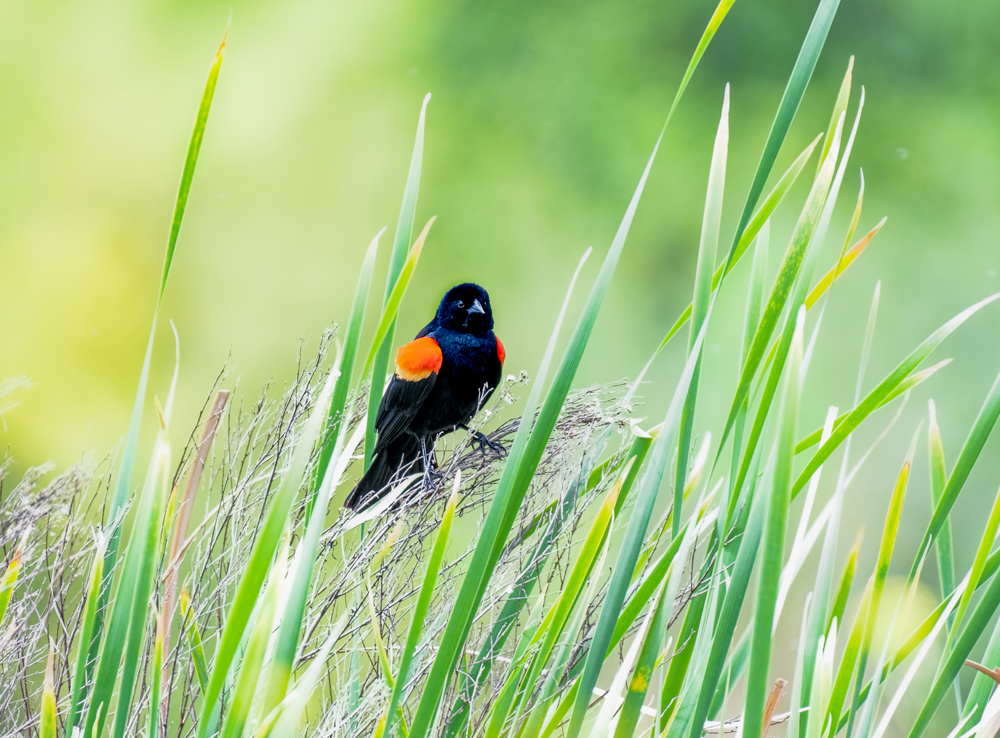 фото "Red-winged blackbird" метки: природа, разное, wild animals bird fish lake