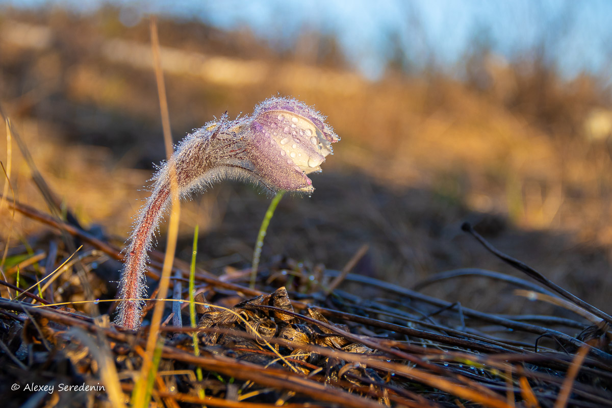 photo "Flower" tags: macro and close-up, nature, 