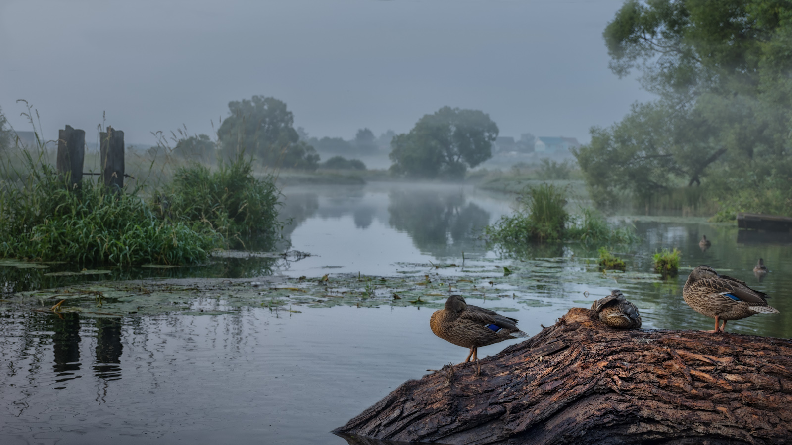фото "****" метки: природа, 