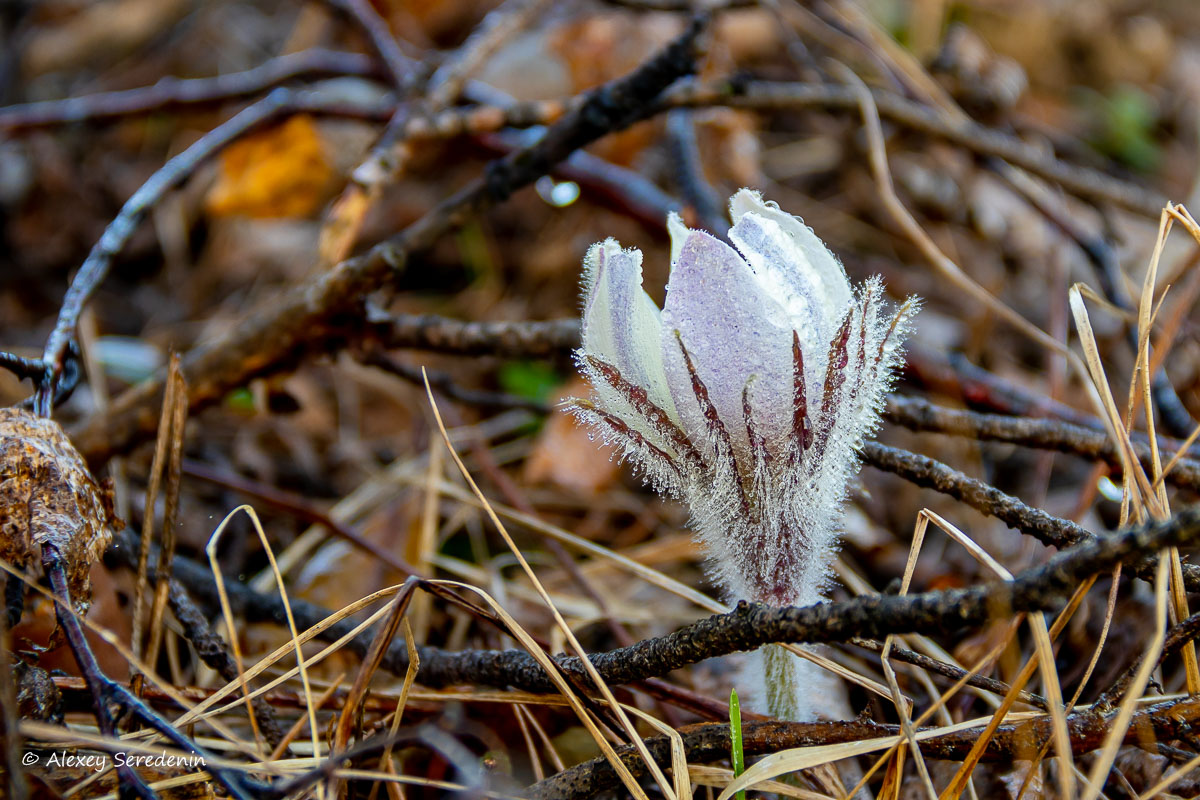 photo "Flower" tags: nature, macro and close-up, 