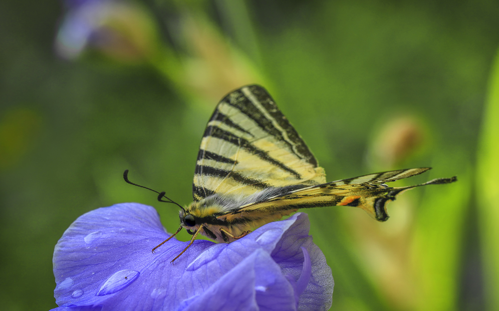 photo "***" tags: macro and close-up, butterfly, ирис, капли