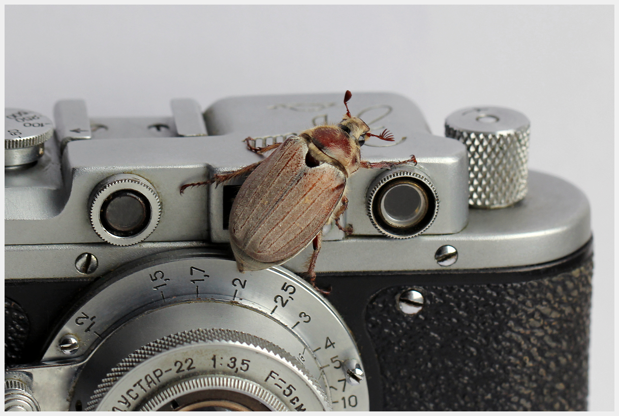 photo "Cockchafer" tags: nature, macro and close-up, 