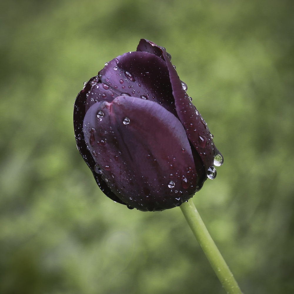 photo "***" tags: macro and close-up, spring, капли, тюльпан