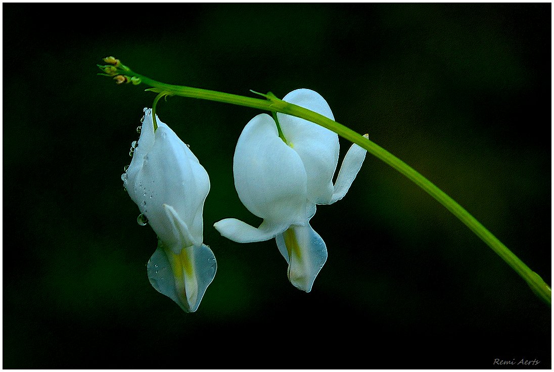 photo "***" tags: nature, macro and close-up, 