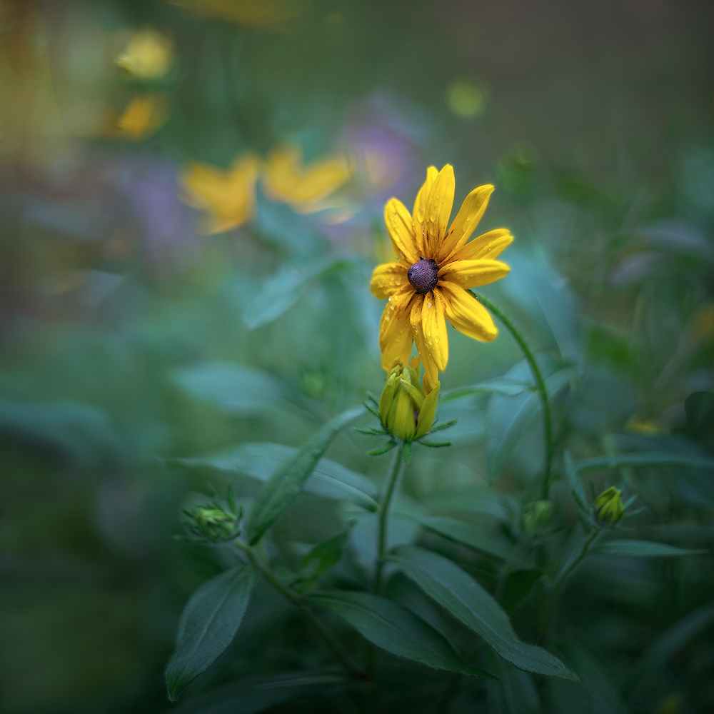 photo "***" tags: macro and close-up, 