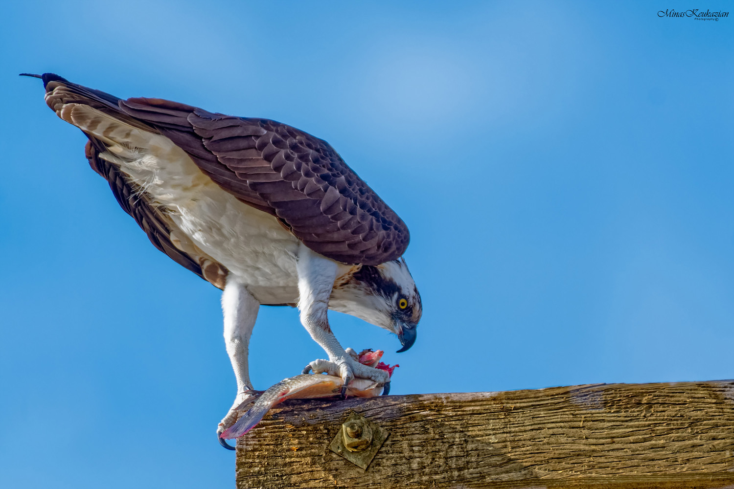 фото "Osprey" метки: природа, разное, wild animals bird fish lake