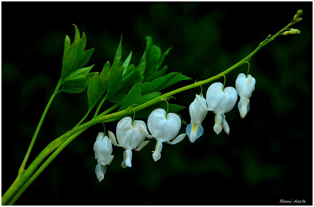 photo "***" tags: nature, macro and close-up, 