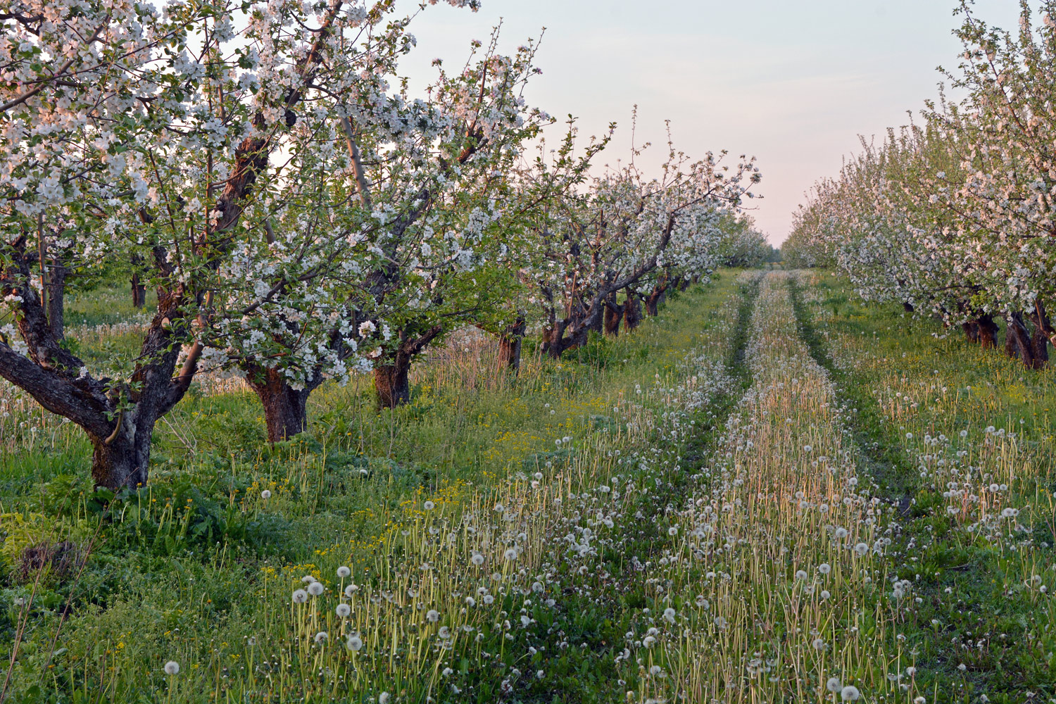 photo "***" tags: landscape, morning, spring, сад, цветение