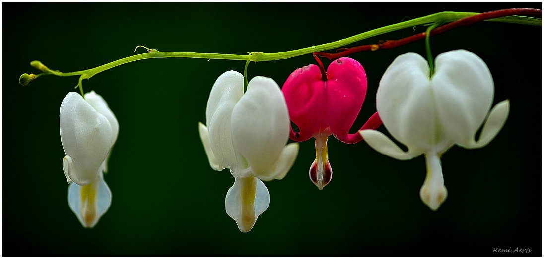 photo "***" tags: fragment, macro and close-up, nature, 