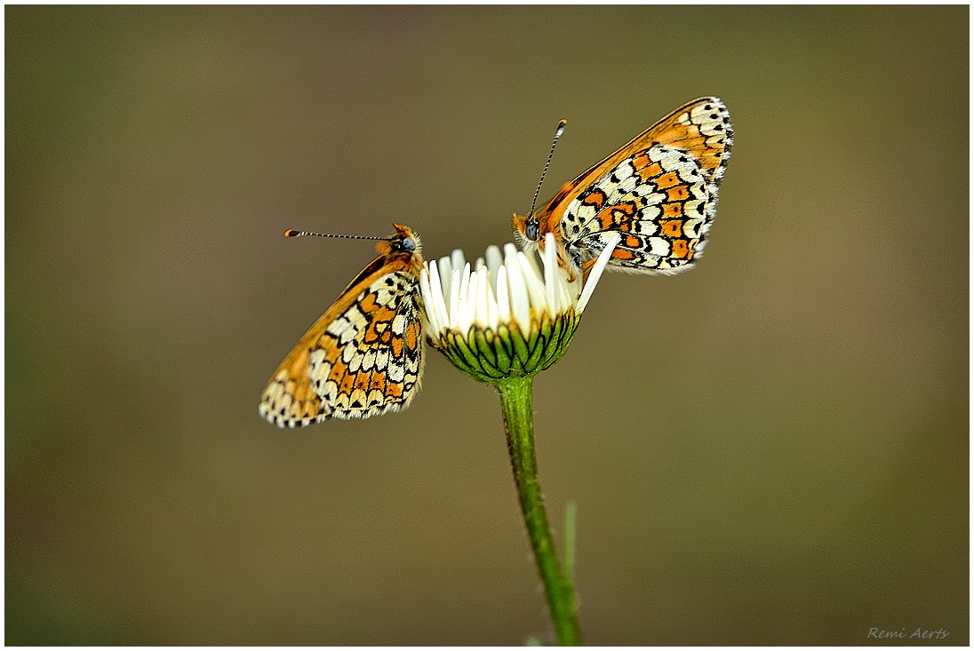 photo "***" tags: nature, macro and close-up, 