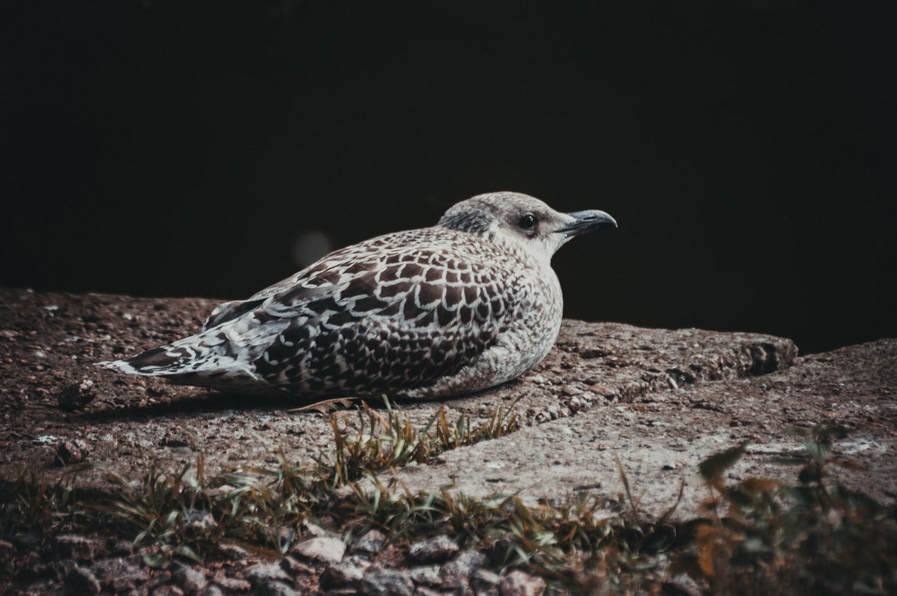 photo "одинокая птица" tags: nature, misc., bird, клюв, птицы