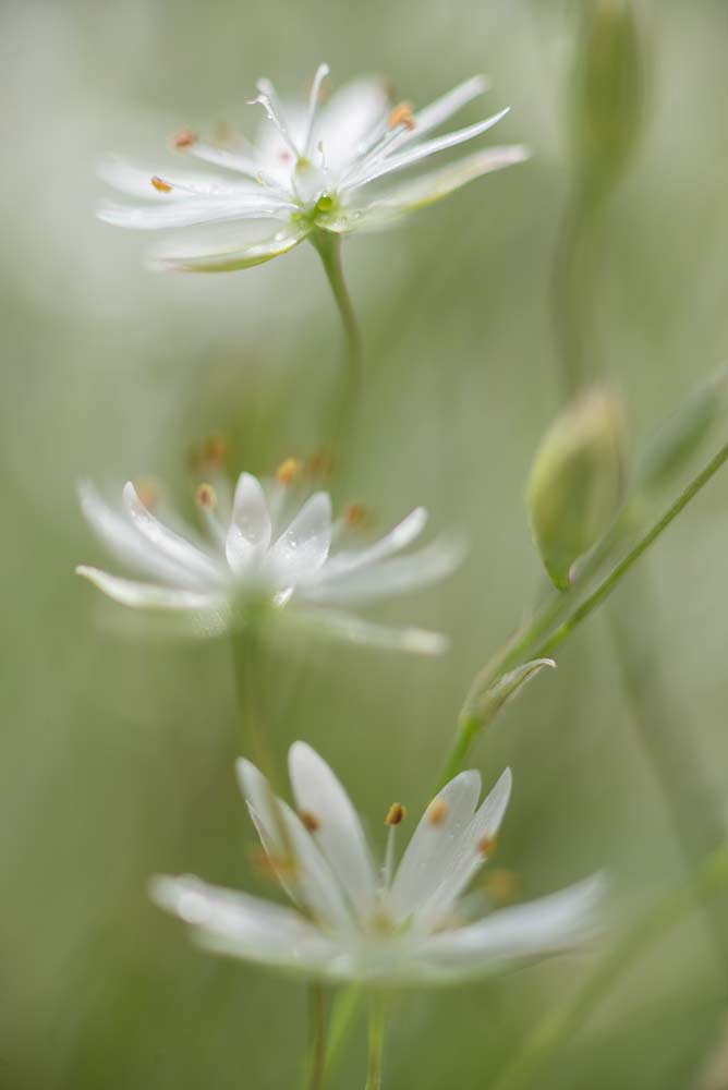 photo "***" tags: macro and close-up, 