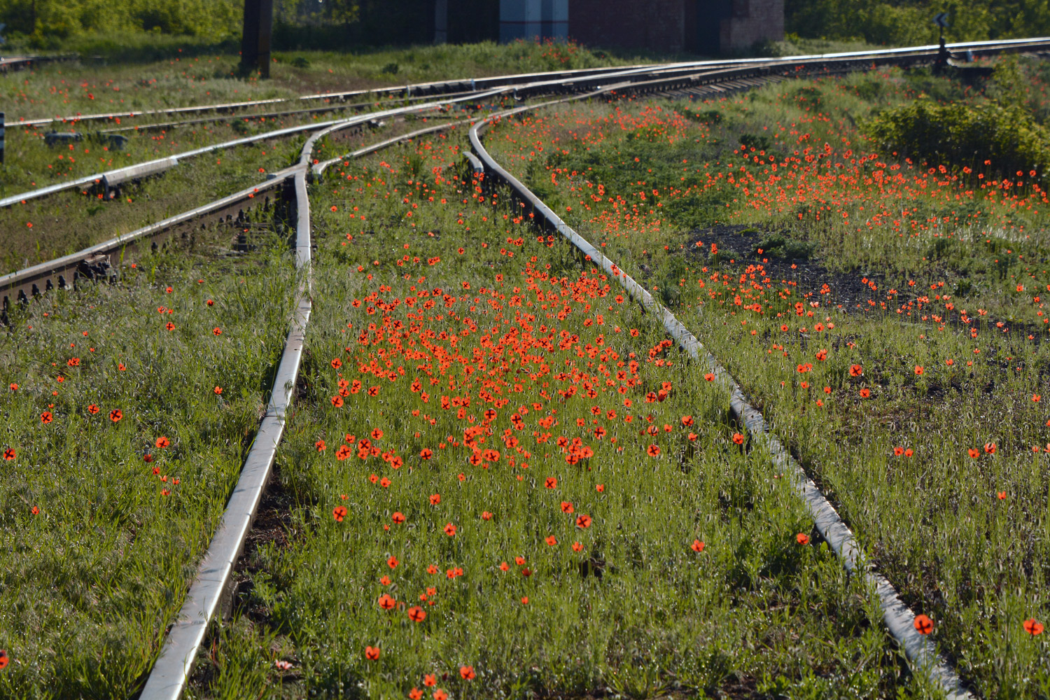 photo "***" tags: landscape, flowers, road, spring, маки