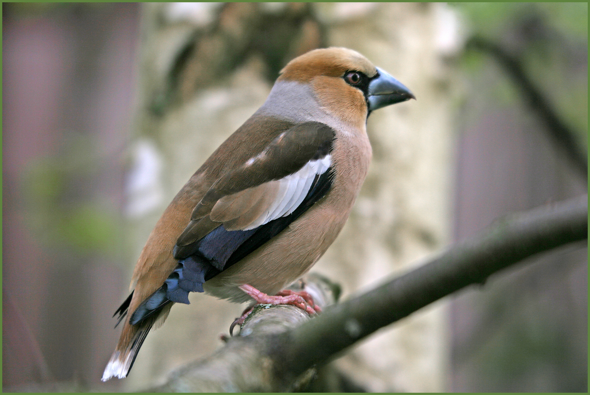 photo "Grosbeak" tags: nature, macro and close-up, 