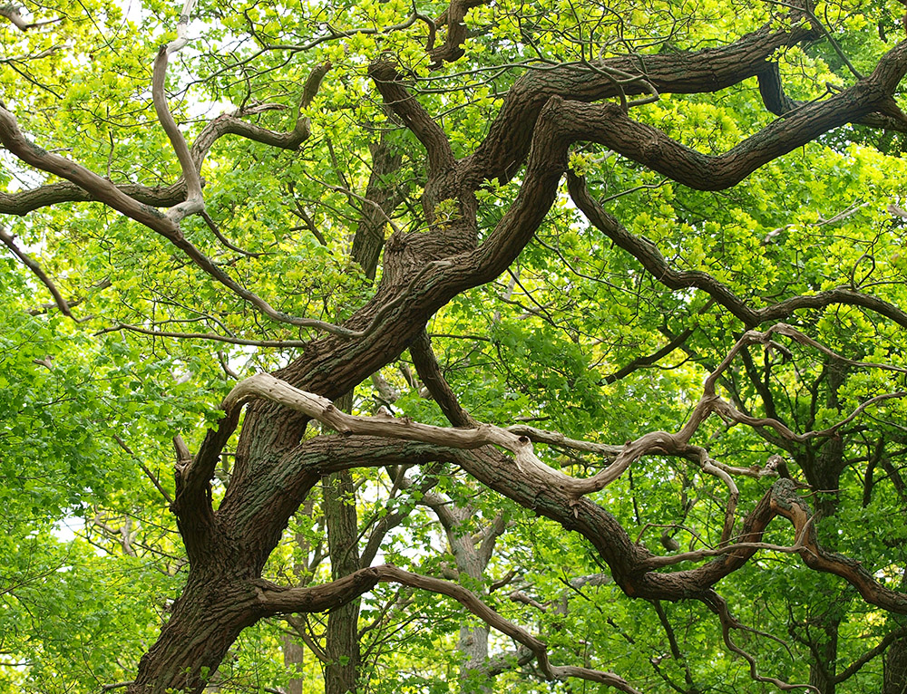 photo "Contrast" tags: nature, still life, reporting, 