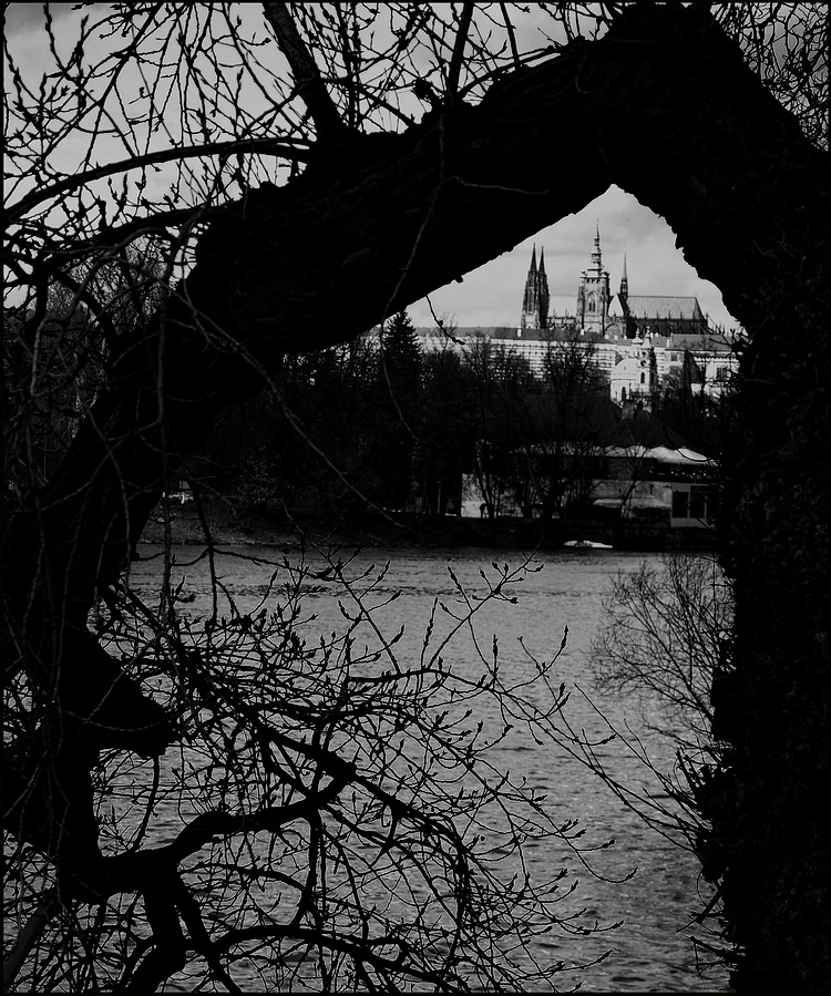 photo "Пражский Град и дерево" tags: black&white, Prag, Prague, Praha