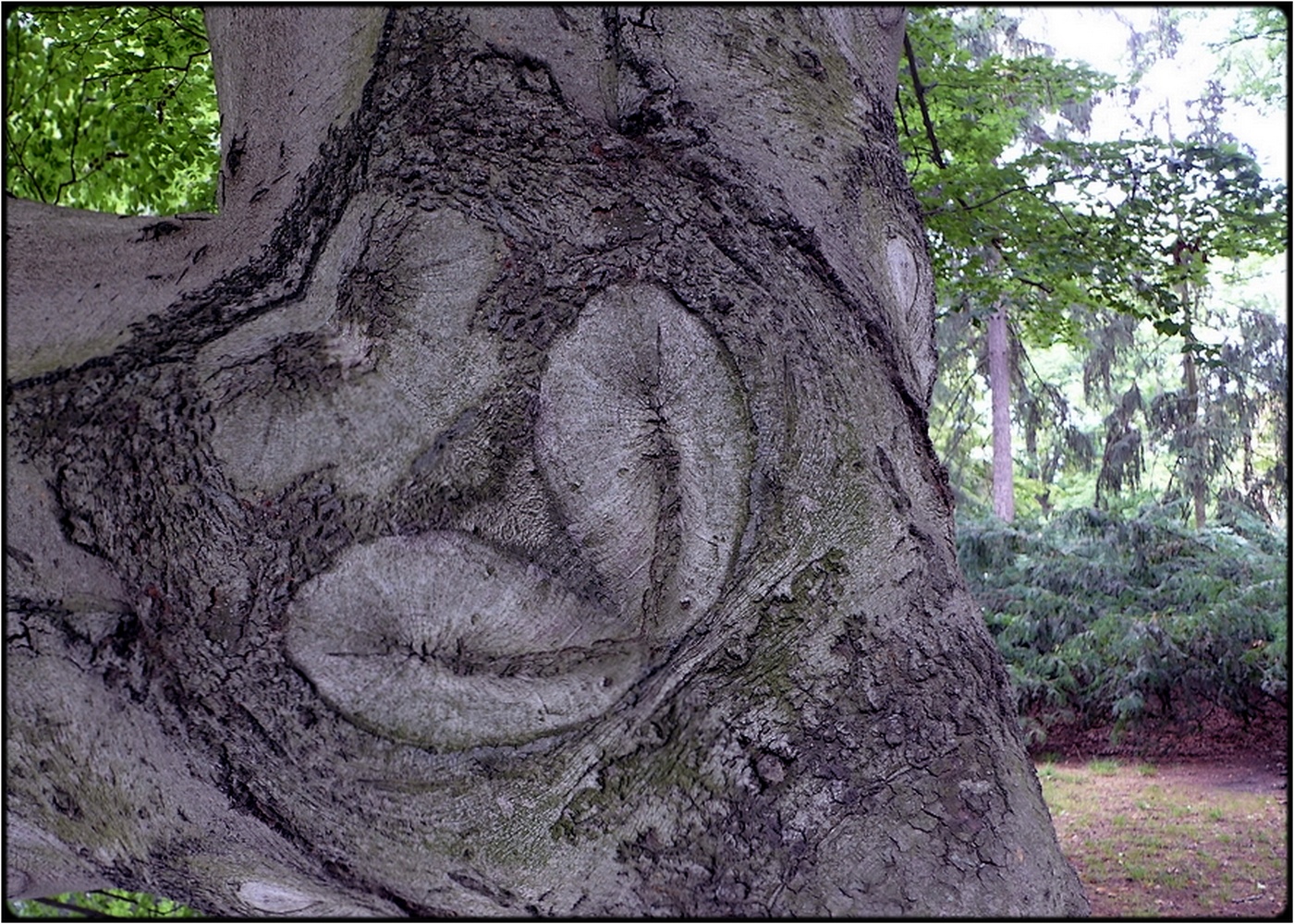 photo "the clown" tags: digital art, nature, macro and close-up, bark, close-up, mirror, tree