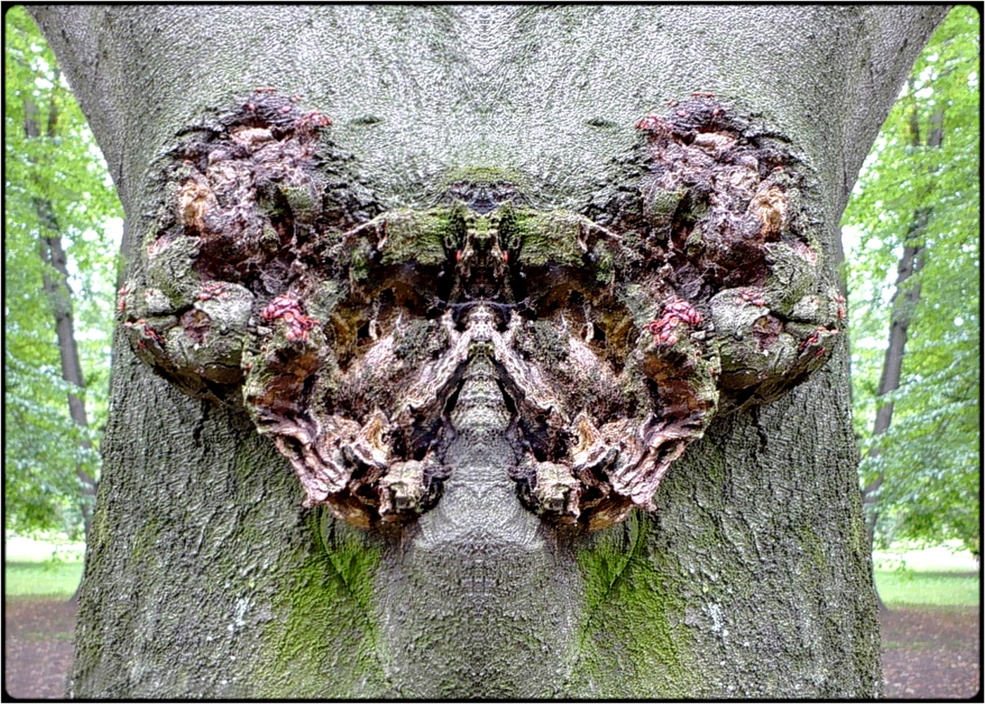 photo "demon-tree" tags: digital art, nature, macro and close-up, bark, close-up, mirror, tree