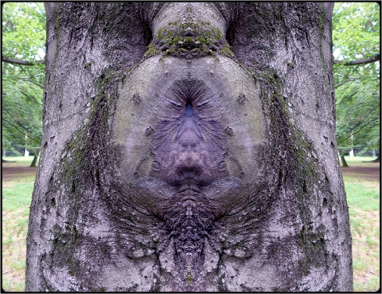 photo "evil holes" tags: digital art, nature, macro and close-up, bark, mirror, tree