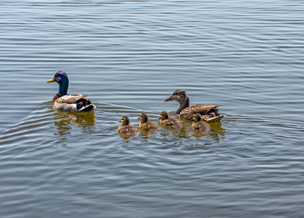 photo "Mallard with baby mallards swimming" tags: nature, misc., wild animals bird fish lake