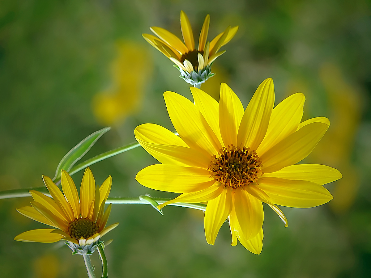 photo "***" tags: nature, flowers