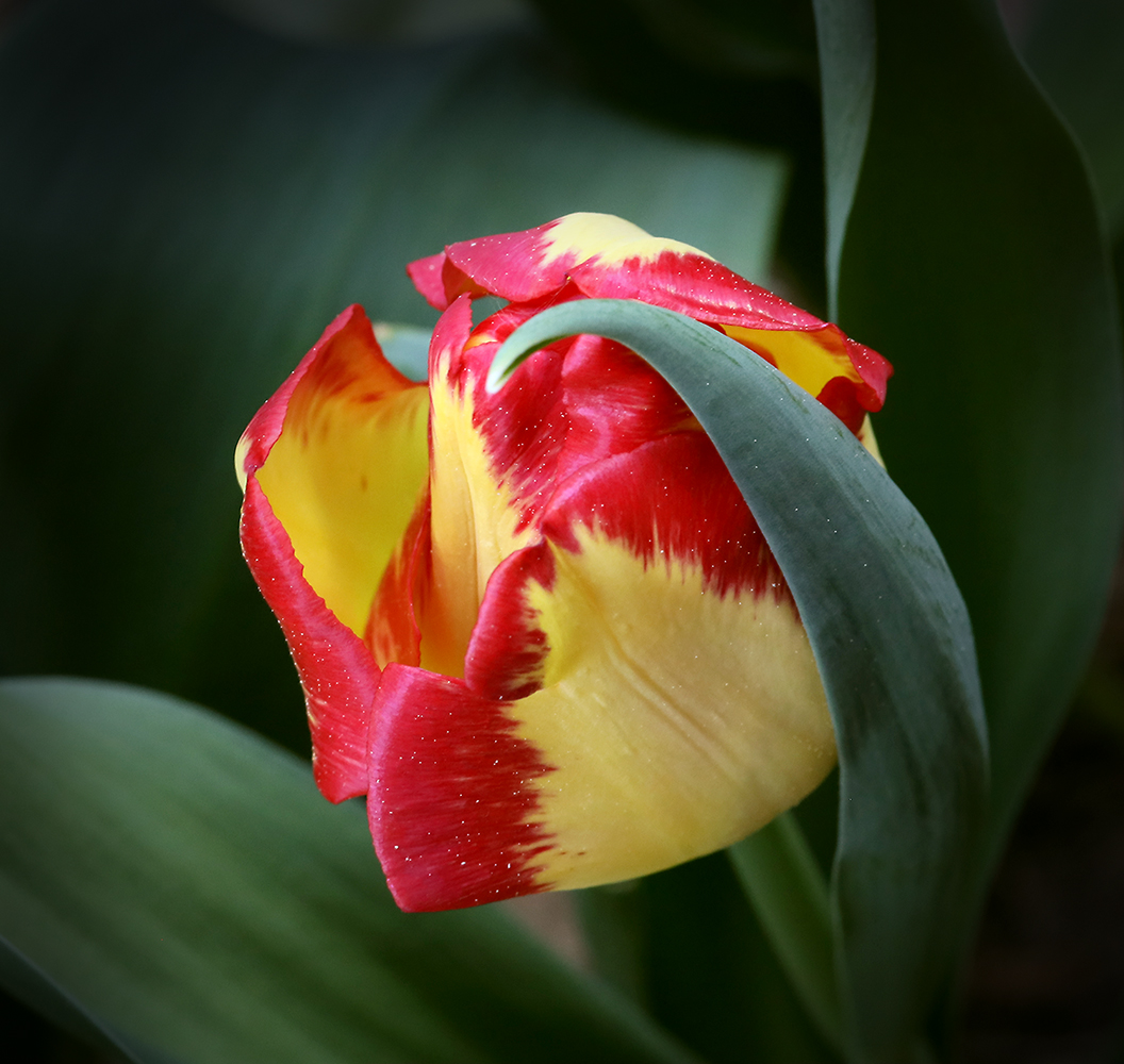 photo "***" tags: nature, macro and close-up, still life, 