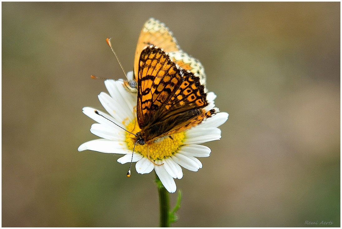 photo "***" tags: nature, macro and close-up, 