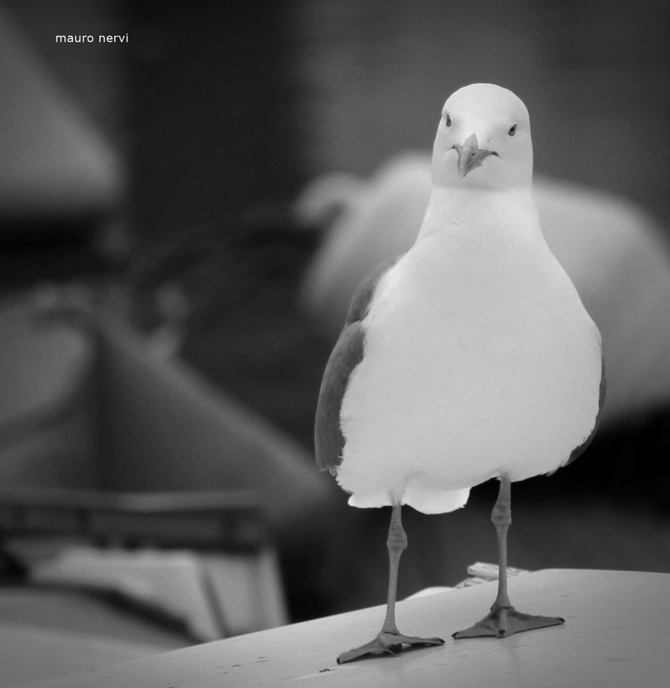 photo "seagull" tags: black&white, 