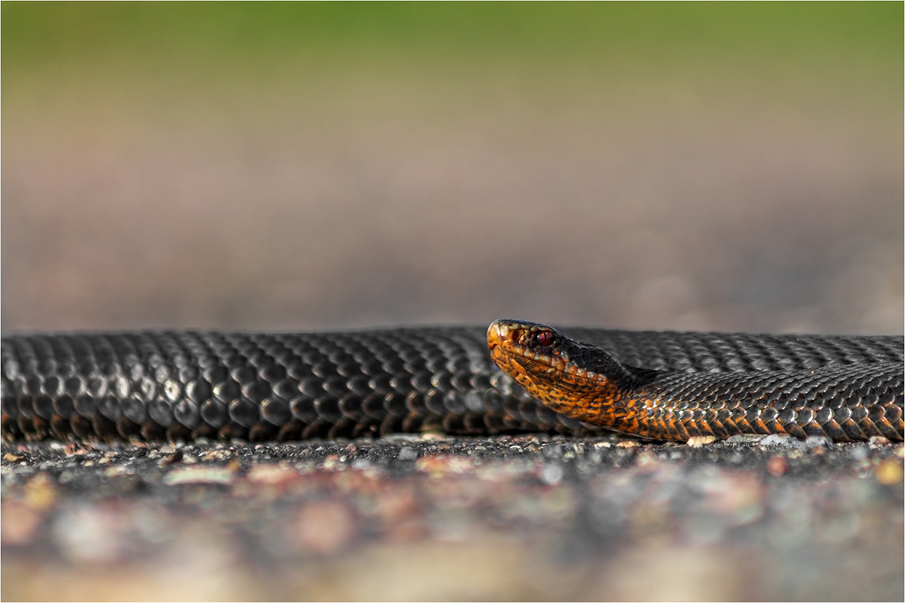 photo "***" tags: travel, nature, macro and close-up, grass, road, spring, village, велосипед, глаза, змея