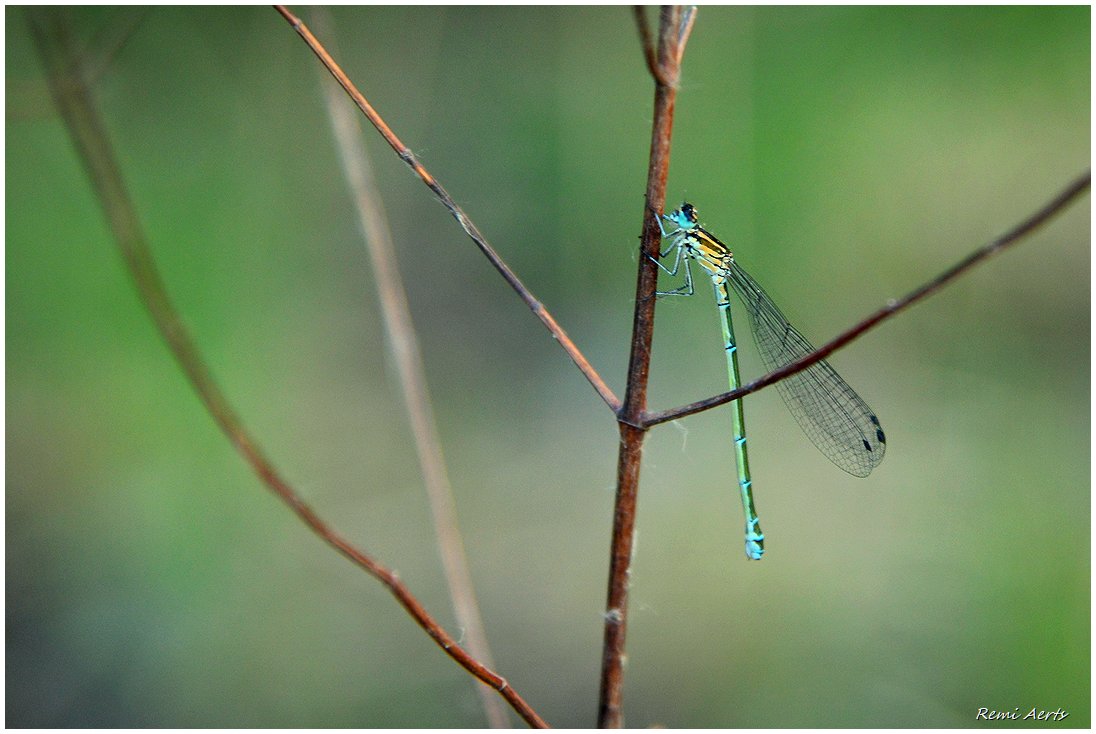 photo "***" tags: nature, macro and close-up, 