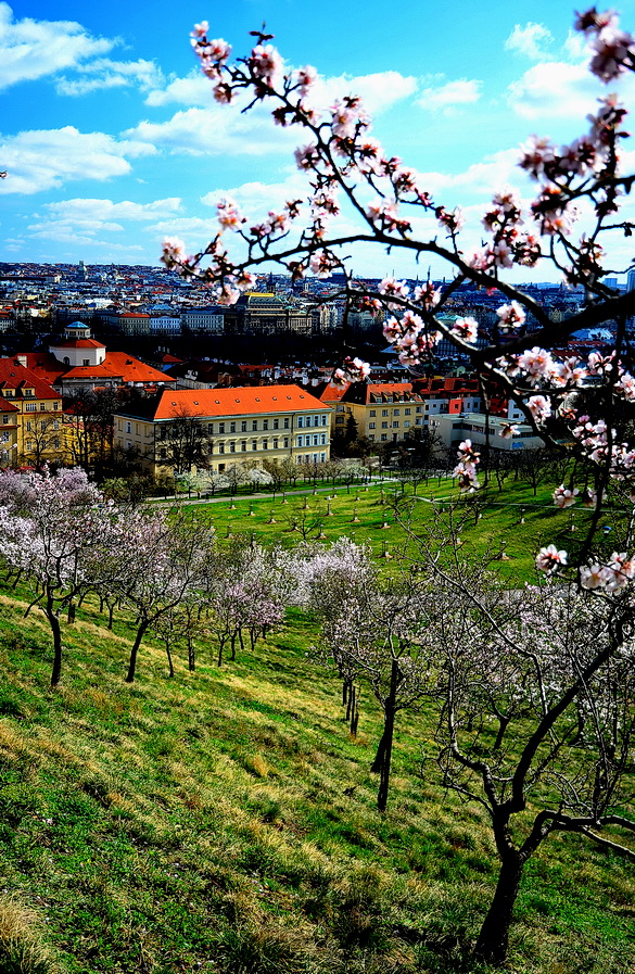 photo "Весна в Праге" tags: nature, Prag, Prague, Praha