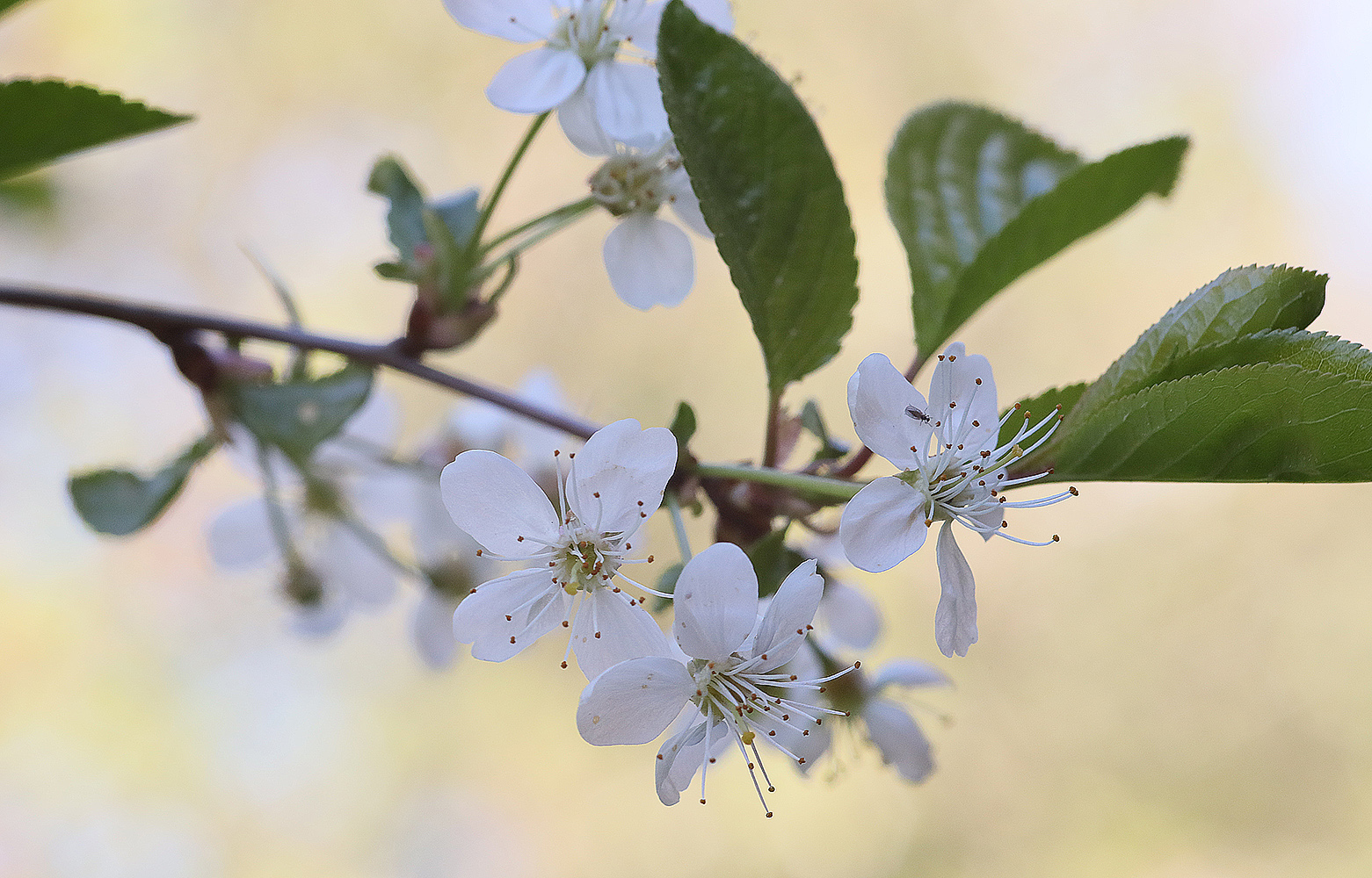 photo "****" tags: nature, macro and close-up, still life, 