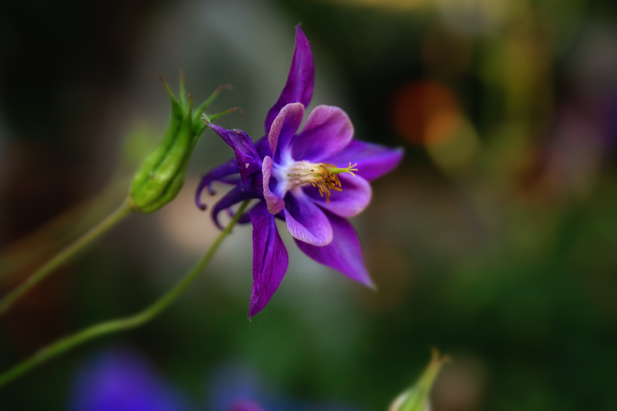 photo "***" tags: nature, 
