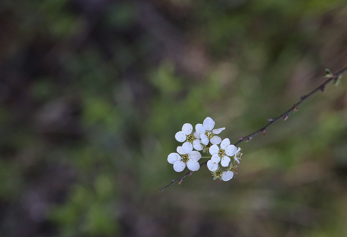 photo "***" tags: nature, macro and close-up, still life, 