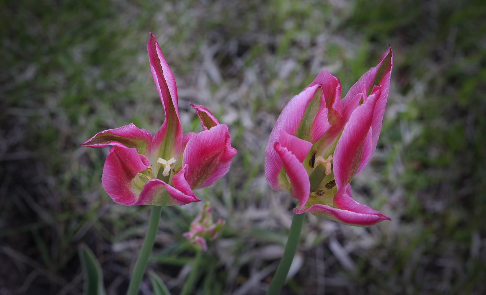 photo "**" tags: nature, still life, misc., 