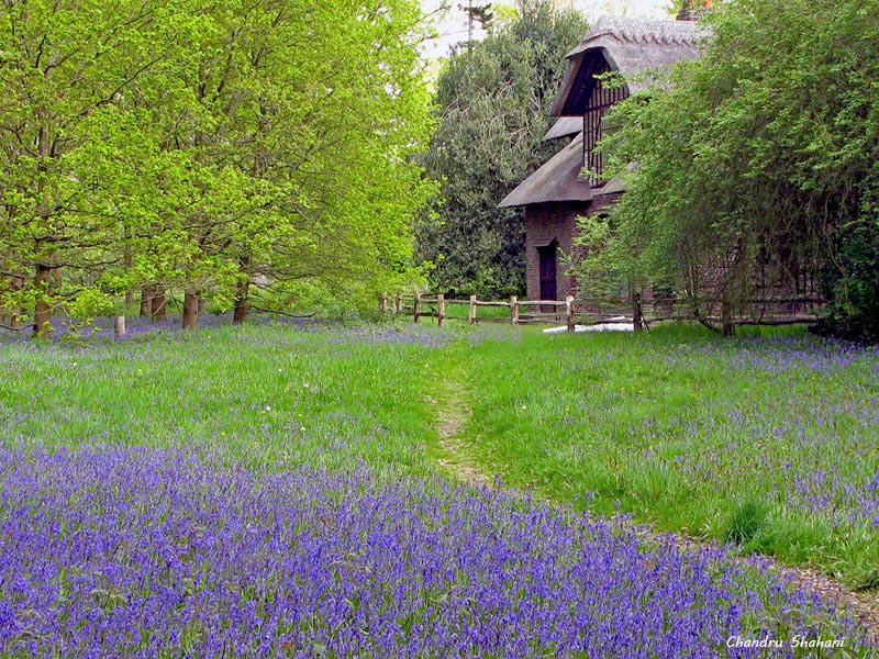 фото "Bluebells in Spring" метки: природа, 