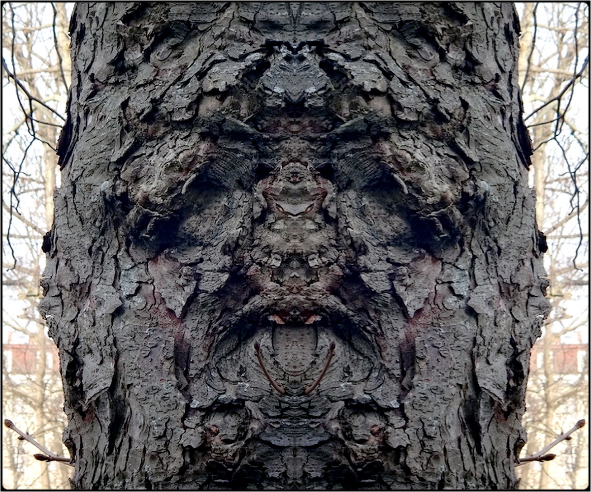 photo "the baffled tree" tags: digital art, nature, macro and close-up, bark, closeup, mirror, tree