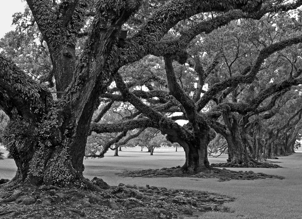 photo "***" tags: nature, black&white, 