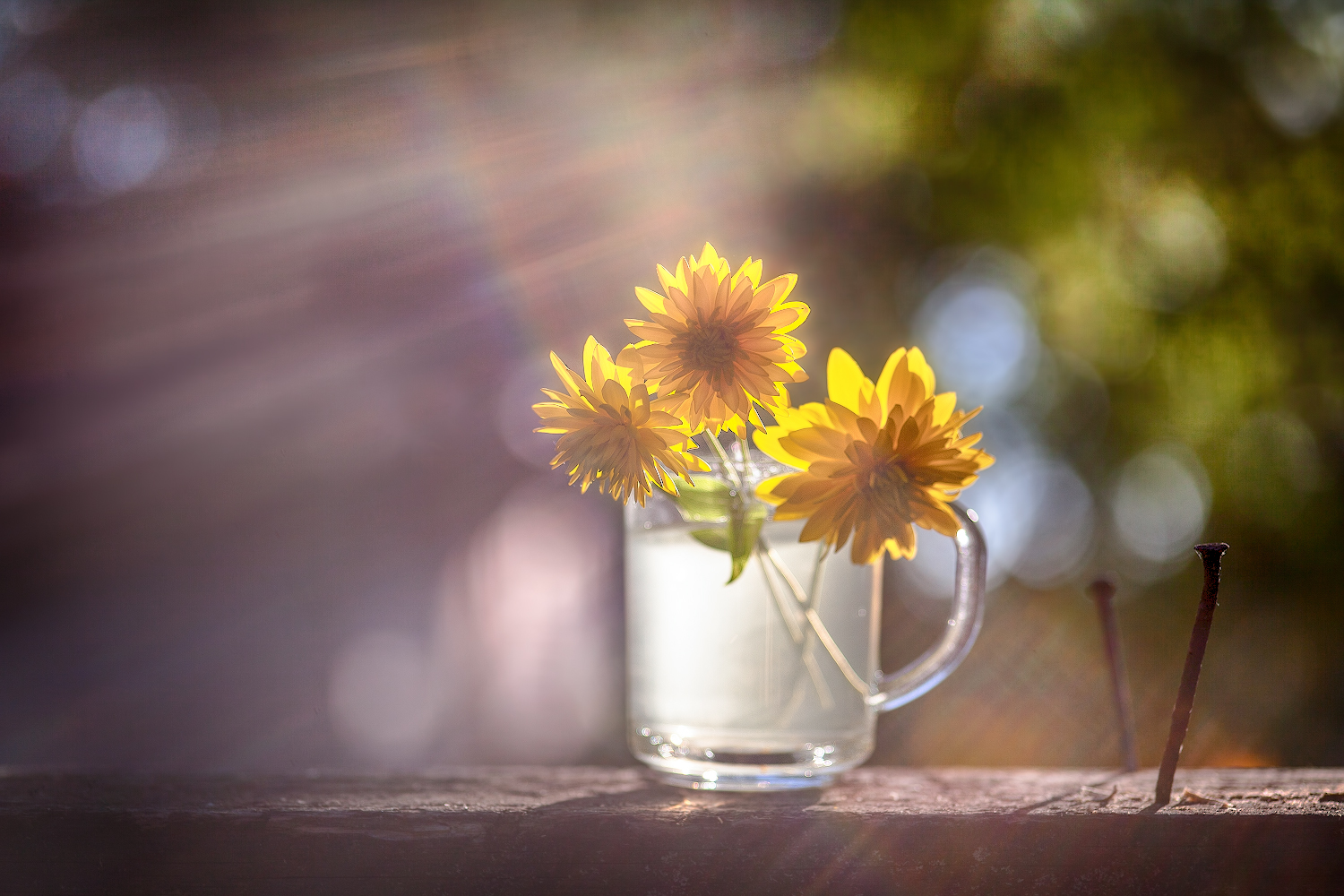 photo "***" tags: macro and close-up, still life, 