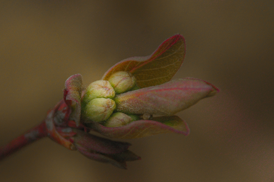 photo "Budding" tags: nature, macro and close-up, forest, spring