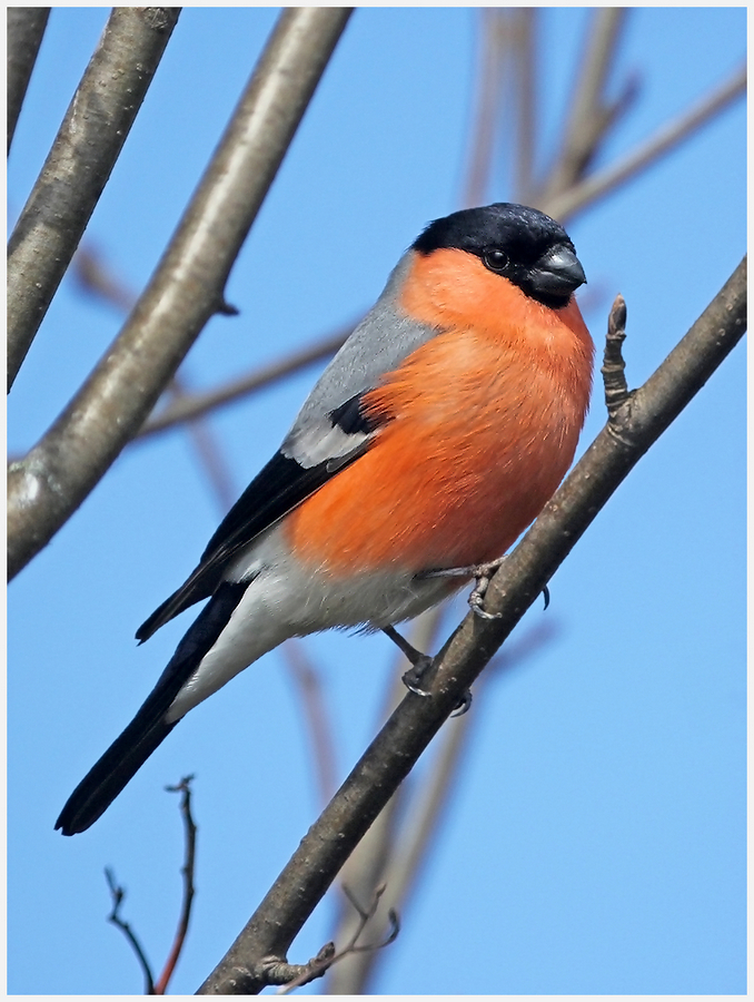 photo "Just a bullfinch" tags: nature, macro and close-up, 