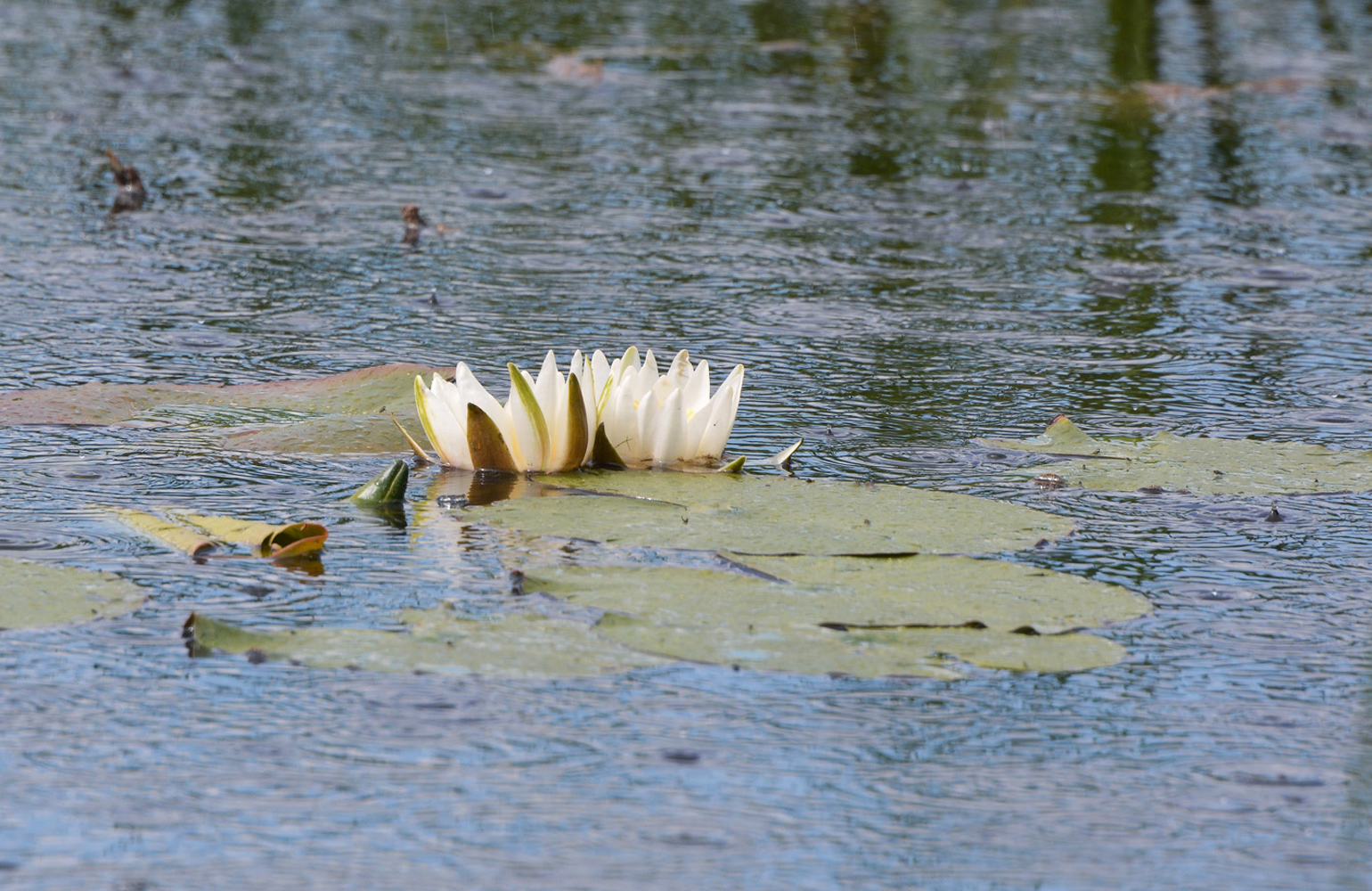 photo "***" tags: nature, lake, spring, лилии